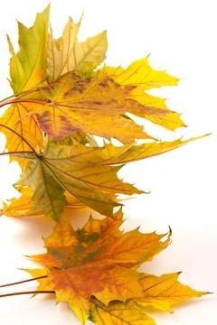 Autumn leaf close-up on white background. rich color background Stock Photos
