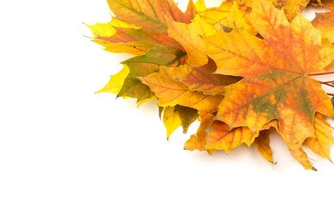 Autumn leaf close-up on white background. rich color background Stock Photos