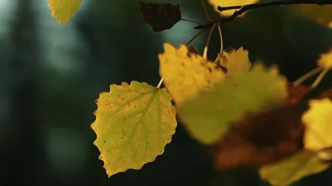 Autumn leaf closeup, cinematic fall foliage, yellow leaf macro Stock Footage 311991179