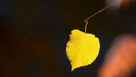Autumn leaf closeup Stock Footage 97522295