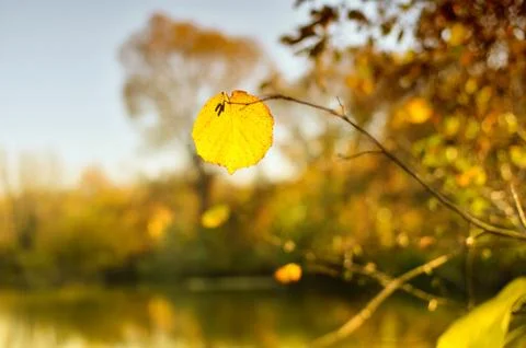 Autumn leaf closeup of the river is in the background Foto stock