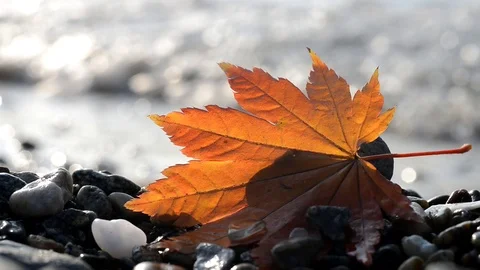 Autumn leaf on the coast Stock Footage 118693341
