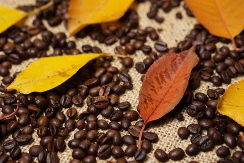 Autumn leaf on coffee beans Stock Photos