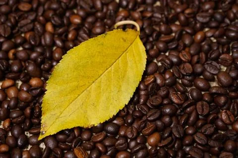 Autumn leaf on coffee beans Stock Photos