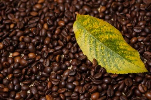 Autumn leaf on coffee beans Stock Photos