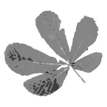 Autumn leaf collage element with dotted halftone effect. Grunge y2k fall is.. Stock Illustration