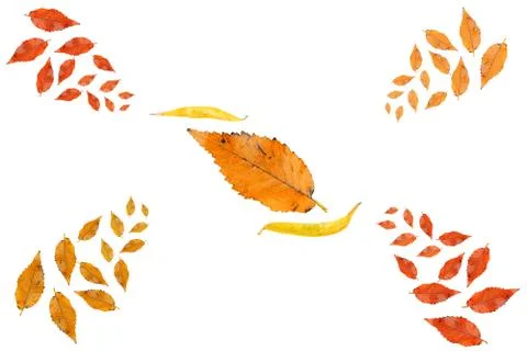 Autumn Leaf Collection Stock Photos