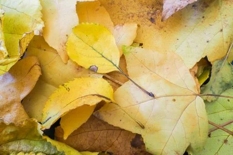 Autumn Leaf Collection Foto stock