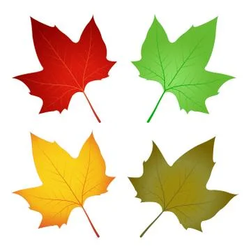 Autumn leaf color Maple leaf Vector Stock Illustration