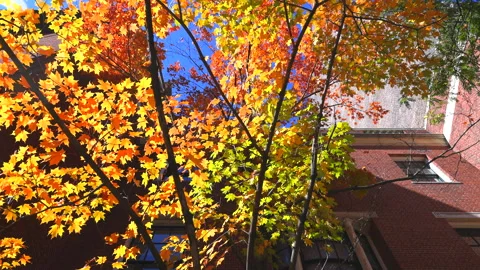 Autumn leaf color tree stands in front of Russian Church In New York City Stock Footage 219902777