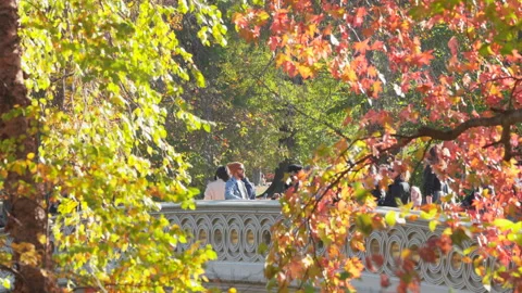 Autumn leaf color trees glow at Bow Bridge at Central Park in New York City. Stock Footage 316422232