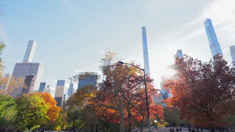 Autumn leaf color trees glow at Central Park in autumn season in New York City. Vídeos de archivo 316501166