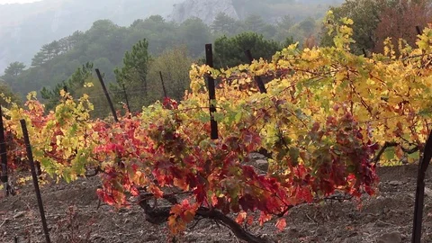 Autumn leaf color in the vineyard Stock Footage 81314323