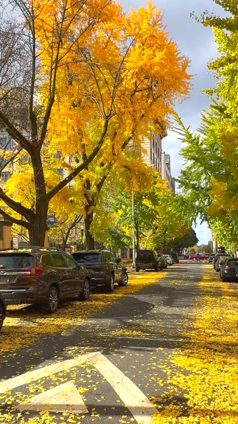 Autumn leaf colors ginkgo leaves surrounding area at West Village in NYC Vídeo Stock 341069689