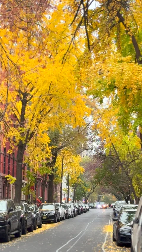 Autumn leaf colors ginkgo trees stand on the street at East Village in NYC Vídeos de archivo 340404182
