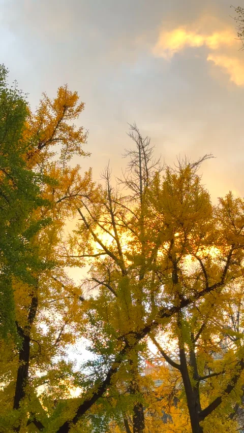Autumn leaf colors ginkgo trees stand on the street at West Village in NYC Vídeo Stock 342084882