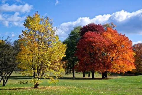 Autumn leaf colour of maple tree in the park Stock Photos
