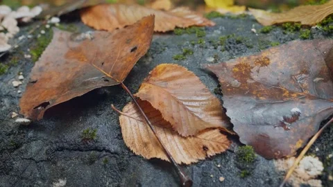 Autumn leaf, compilation of leaves on forest ground. Foliage season Stock Footage 139465894