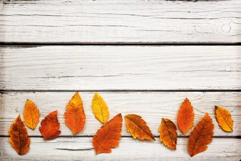 Autumn leaf composition Stock Photos