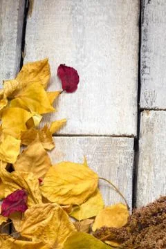 Autumn leaf composition with picture frame. Copy space.. Stock Photos