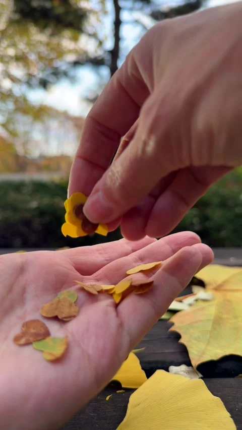 Autumn leaf confetti falls into open hand, made from yellow Ginkgo biloba Stock Footage 343476739