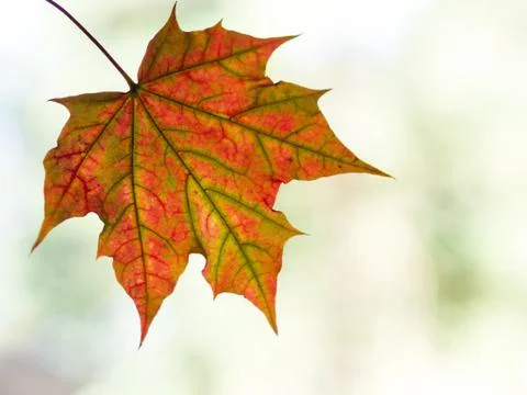 Autumn leaf with copy space Stock Photos