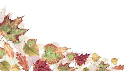Autumn leaf corner frame from deciduous trees. Hand drawn watercolor botanical Stock Illustration