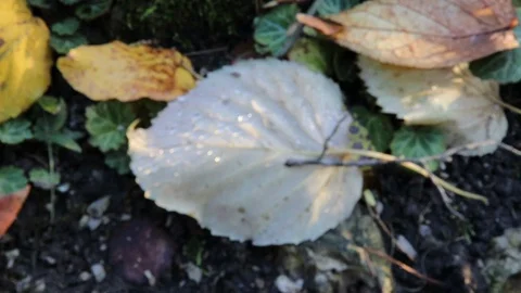 Autumn leaf covered with raindrops with sun coming through focus pull Stock Footage 121100314
