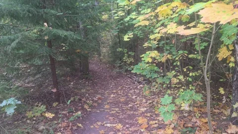 Autumn Leaf Covered Trail Stock Footage 348022822