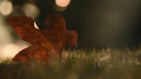 Autumn leaf dancing in the wind Stock Footage 129879211