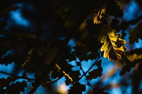 Autumn leaf in darkness Stock Photos
