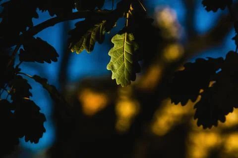 Autumn leaf in darkness Stock Photos