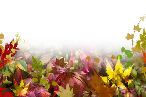 Autumn leaf design Illustrazione stock