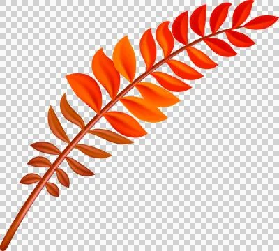 Autumn leaf. Design for stickers, logo, web and mobile app. illustration on.. Stock Illustration