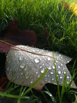 Autumn leaf with dew Stock Photos
