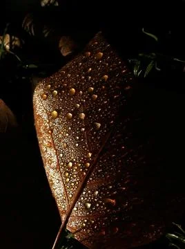 Autumn leaf with dew Stock Photos