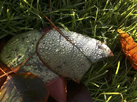 Autumn leaf with dew Stock Photos