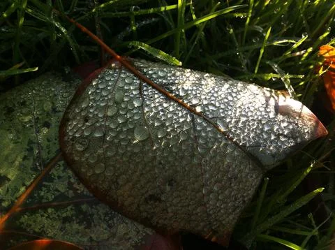 Autumn leaf with dew Stock Photos