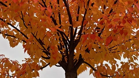 Autumn leaf drift, Single leaf glides past darkened tree trunk 動画素材 320509066