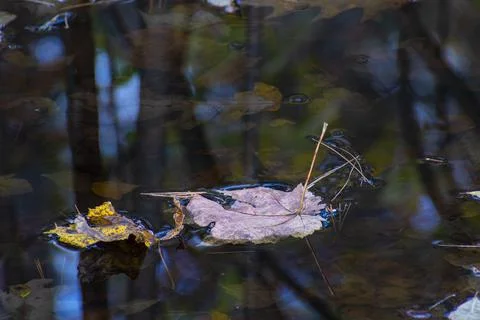 An autumn leaf  drifting on a pond Foto stock