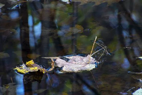 An autumn leaf  drifting on a pond Stock Photos