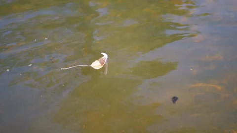 Autumn Leaf Drifting on Water Stock Footage 293263797