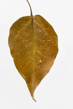 Autumn leaf drop 写真素材