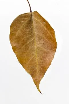 Autumn leaf drop Foto stock
