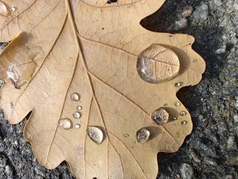 Autumn leaf with drops close up Stock Photos