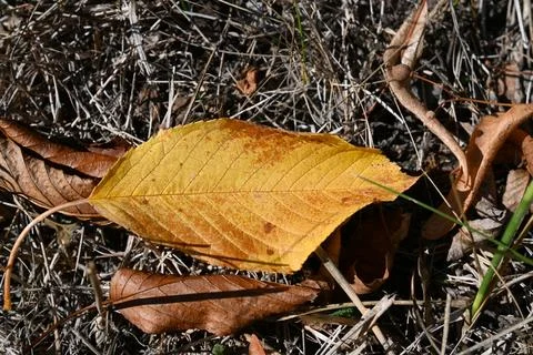Autumn leaf on dry ground Stockfoto's