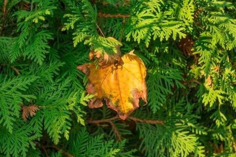 Autumn leaf on evergreen Stock Photos