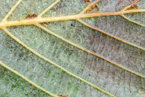 Autumn Leaf Extremely Close Up Stock Photos