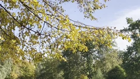 Autumn leaf fall. 4K background video clip. 4k stock footage. Stock Footage 218615428