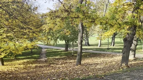 Autumn leaf fall. 4K background video clip. 4k stock footage. Stock Footage 219348003